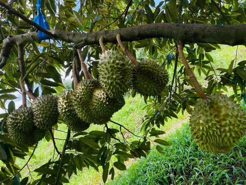 Hệ thống thoát nước tốt là cực kỳ quan trọng để phòng bệnh cho cây sầu riêng con.